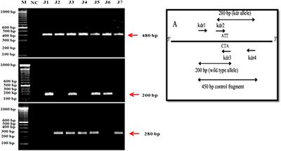 Frequency of Pyrethroid Insecticide Resistance kdr Gene and Its Associated Enzyme Modulation in Housefly, Musca domestica L. Populations From Jhang, Pakistan